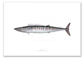 Wahoo, Acanthocybium solandri (Cuvier 1832) - Illustration 1 - Fine Art Print