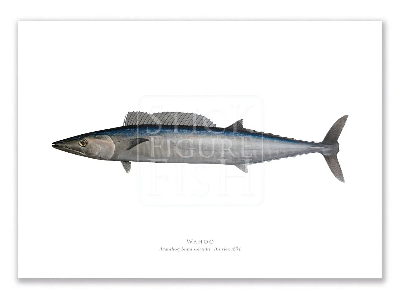 Wahoo, Acanthocybium solandri (Cuvier 1832) - Illustration 2 - Fine Art Print