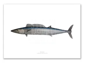 Wahoo, Acanthocybium solandri (Cuvier 1832) - Illustration 2 - Fine Art Print