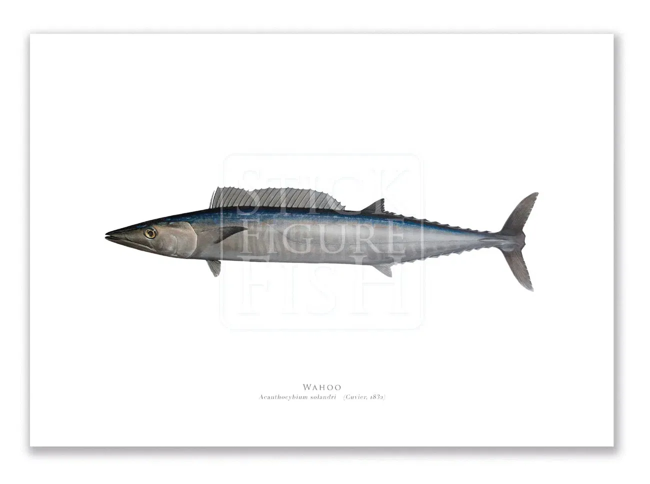 Wahoo, Acanthocybium solandri (Cuvier 1832) - Illustration 2 - Fine Art Print